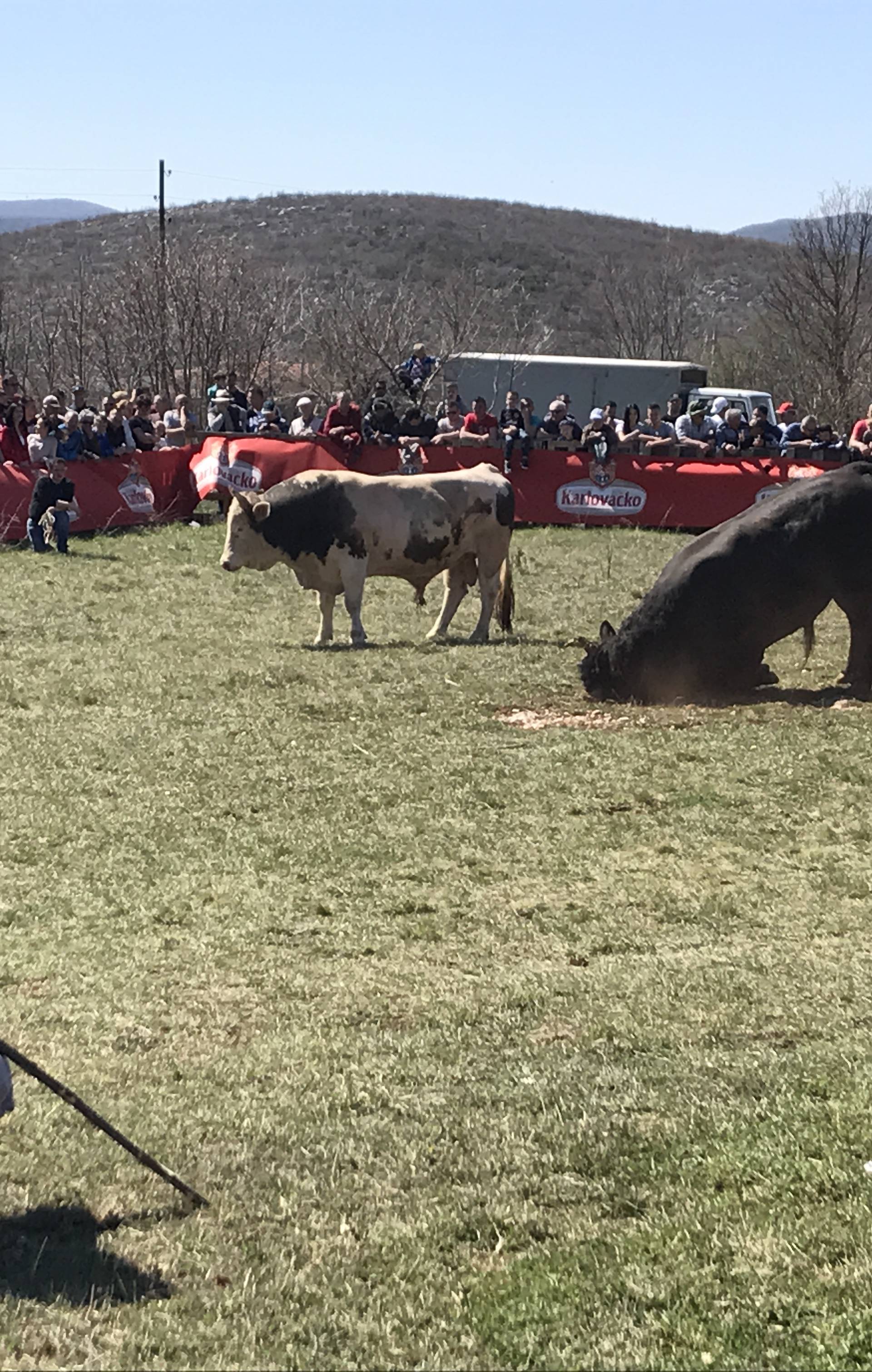 Spektakl u Dicmu: Čuvajte me se! Ja sam najjači bik u zemlji