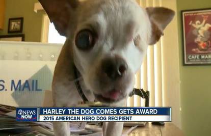 Veličina nije važna:  Harley je pas  heroj 2015. godine! Zašto?