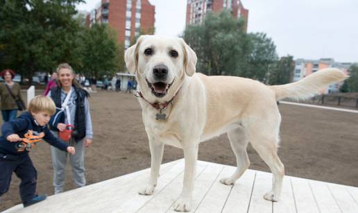 Dog friendly: Pasmine koje se najbolje slažu s drugim psima