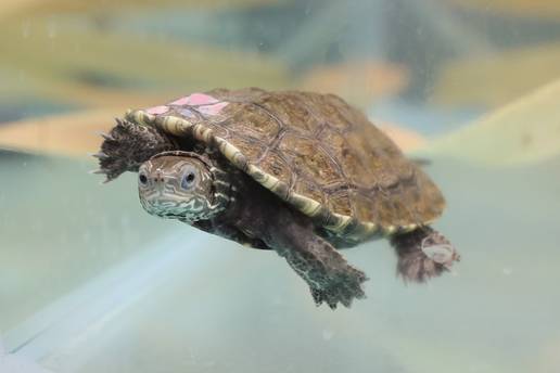 VIDEO Veliki projekt ZOO-a Zagreb za očuvanje ugrožene vrste: 'Nadamo se repopulaciji'
