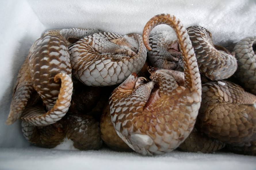 Frozen pangolins are seen at a wild animal rescue center in Hanoi, Vietnam