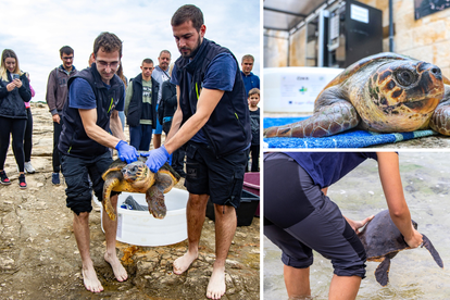 VIDEO Nakon rehabilitacije, tri glavate želve su pustili u more: Čiko, Maya i Alen sada uživaju!