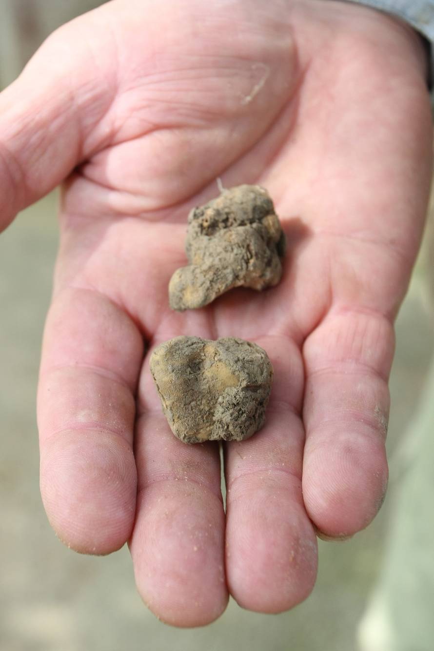 Duško Marušić/PIXSELL