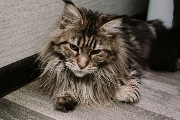 FOTO Najljepše vrste mačaka na svijetu prema zlatnom rezu