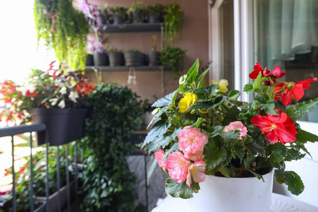 Zagreb: Jasenka Marija Kaštelan ima najljepši vrt na balkonu i ispred zgrade 