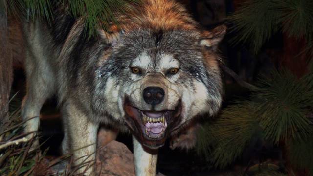 Angry wolf