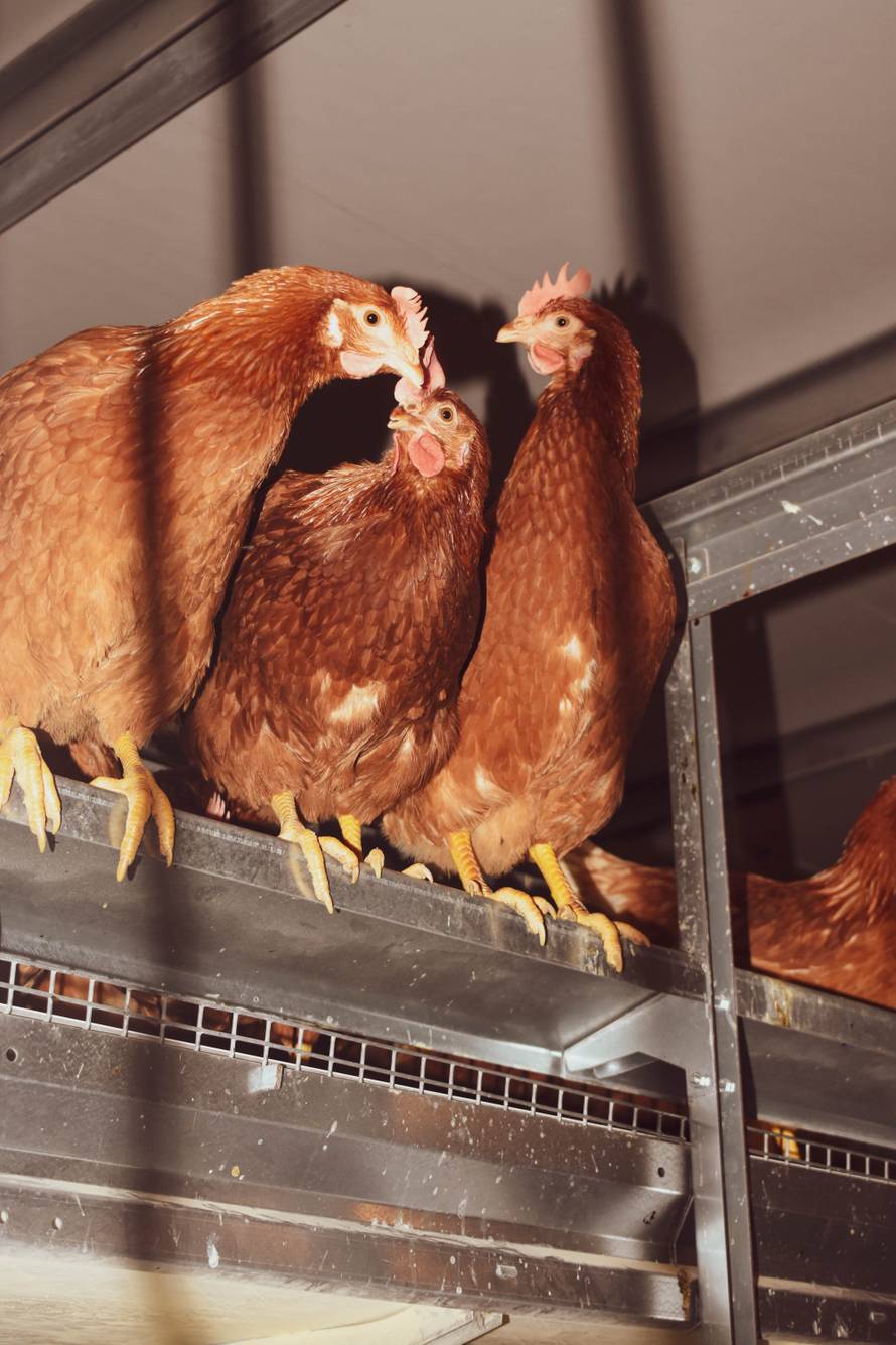 Spasimo hrvatsku proizvodnju jaja i hrvatske farmere!