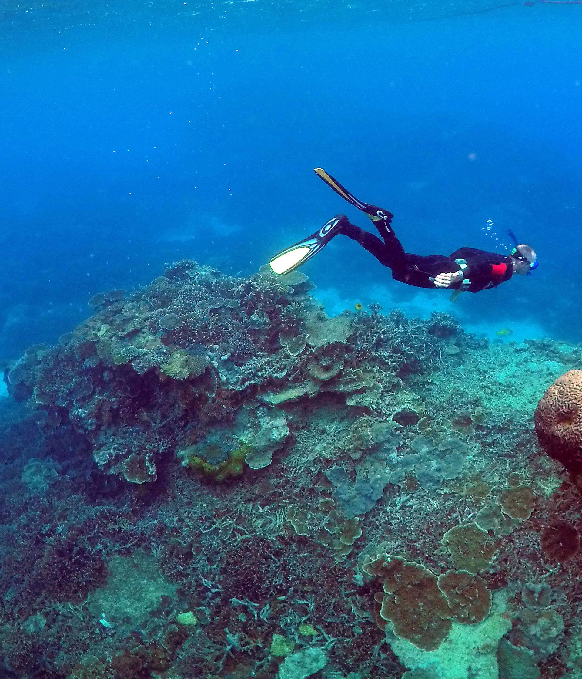 A man snorkels in an area called the 'Coral Gardens' near Lady Elliot Island, on the Great Barrier Reef