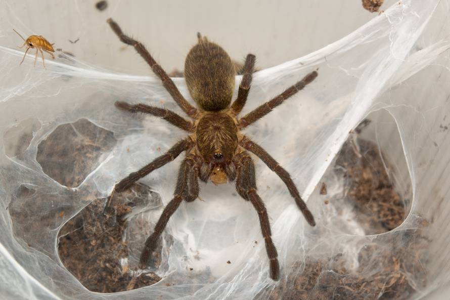 Seksualni život životinja: Pauci vole vezanje i oralni seks, a jastog ne da spermu bilo kojoj...