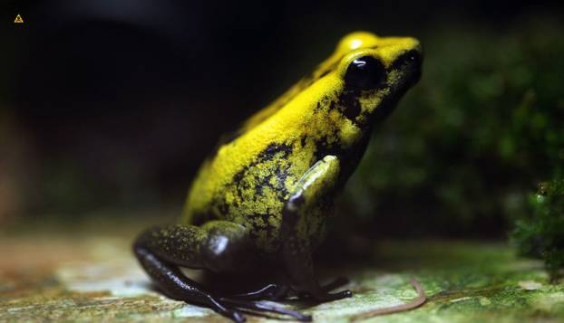 FOTO Ovo su najotrovnije životinje na svijetu: Australci, nije vama nimalo lako dolje...