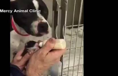 Veterinar šokiran: Pogledajte što je pit bull učinio mački