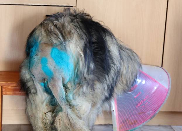 24sata Kistanje: Pas Shadow ranjen u borbi sa vukovima 