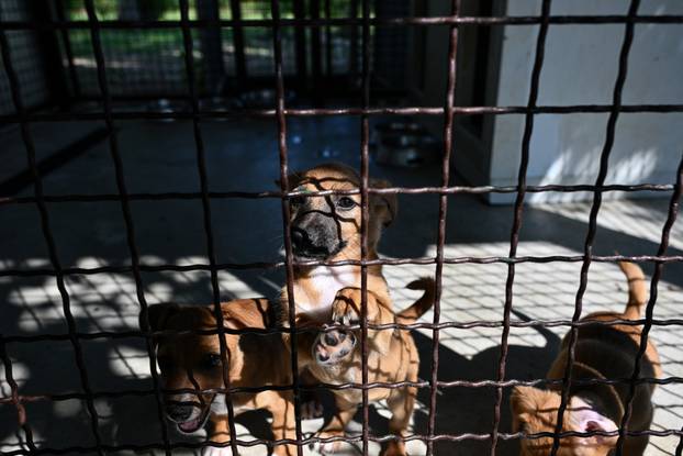 Zagreb: Sklonište za životinje u Dumovcu