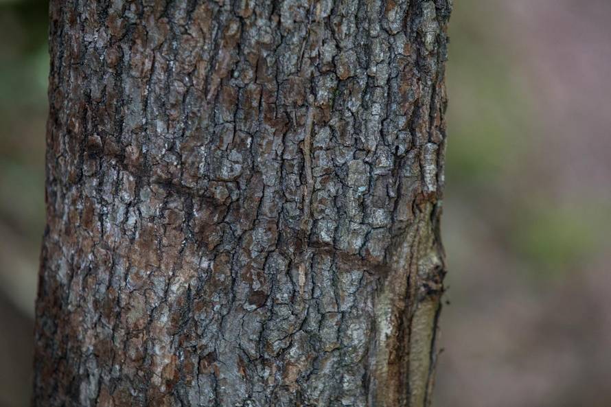 Mladić je naletio na smrtonosnu zamku: 'Više se nije vratio kući'