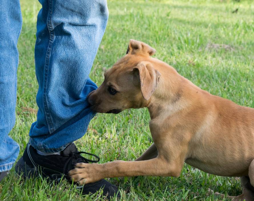 Tromjesečna zaliha piva ide svim ljudima koji udome psića