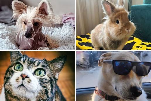 SUPER FOTKE va&scaron;ih ljubimaca! Neki bi mogli biti viralni hit, ali svi su jednostavno neodoljivi