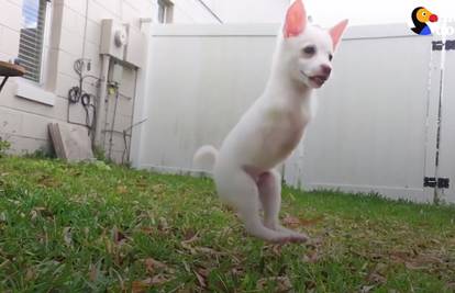 Ovaj se psić rodio bez prednjih nogu, a ipak je pravi veseljko