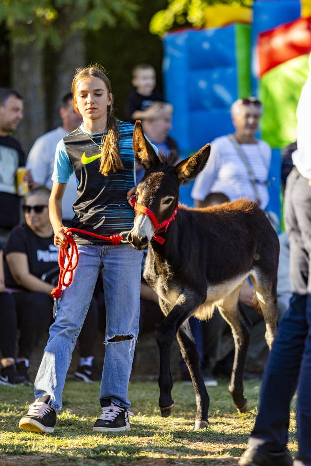 U Juršićima kraj Vodnjana održana je 21. županijska i 17. državna Smotra istarskoga tovara
