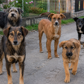 Pet pasa izgrizlo 63-godi&scaron;njaka. Gazdarica dobila kaznu