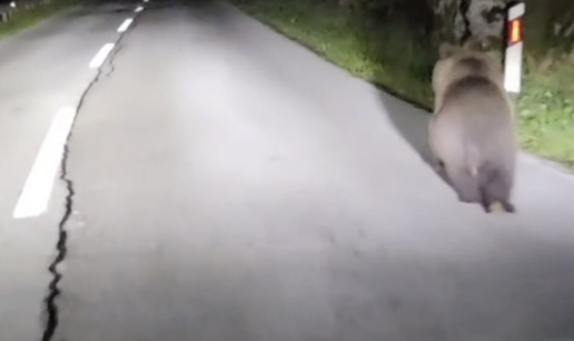 VIDEO Medo tr&ccaron;ao cestom kod Ozlja: '&Ccaron;uli smo da su u &scaron;umi, ali nikada nisu do&scaron;li bli&zcaron;e naselju'