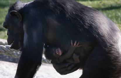 Malena čimpanza ne odvaja se od svoje pažljive mame