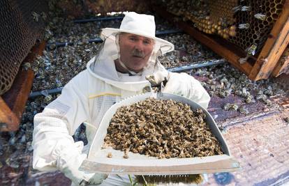 Pčele ubijaju ilegalni pesticidi koje neki neodgovorni ratari nabavljaju mahom u Srbiji i BiH