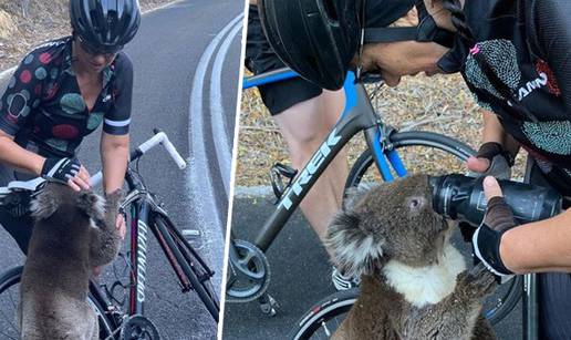 Iscrpljena je koala zaustavila bicikliste i tražila malo vode