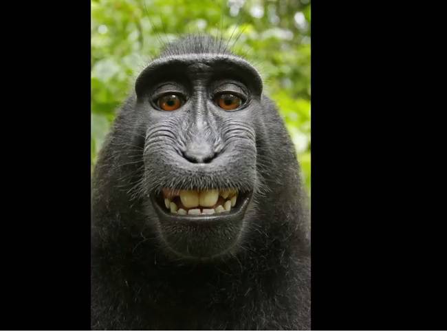 Slučaj "majmunovog selfija": Sud presudio nakon 2 godine