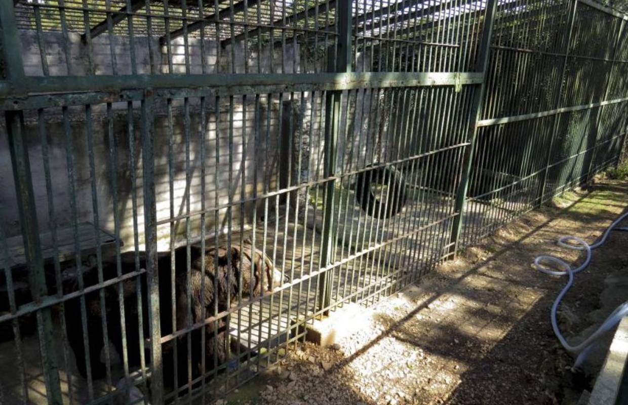 Uginuo je medvjed iz splitskog ZOO-a: ''Bolje grob, nego rob''