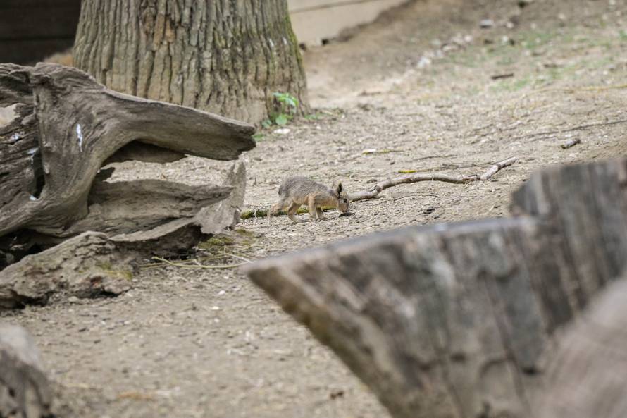 24sata Zagreb: Rodilište u Zoološkom vrtu