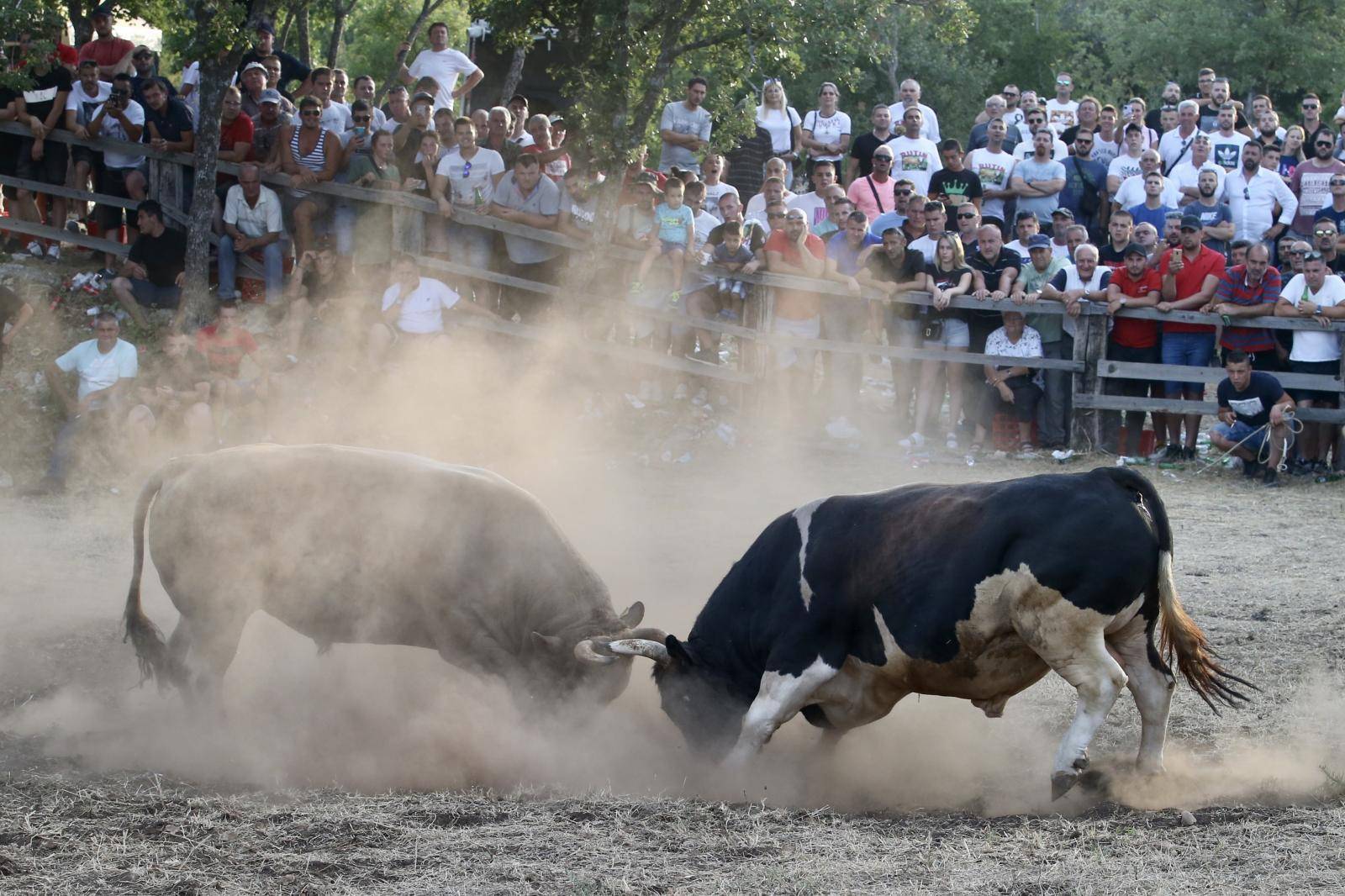 Bikijada u Šestanovcu: 'Nije ovo maltretiranje životinja, to su priče za  djecu, njima je odlično'