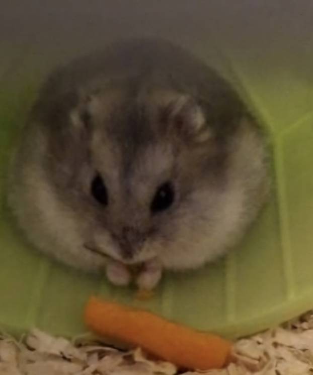 SUPER FOTKE vaših ljubimaca! Neki bi mogli biti viralni hit, ali svi su jednostavno neodoljivi