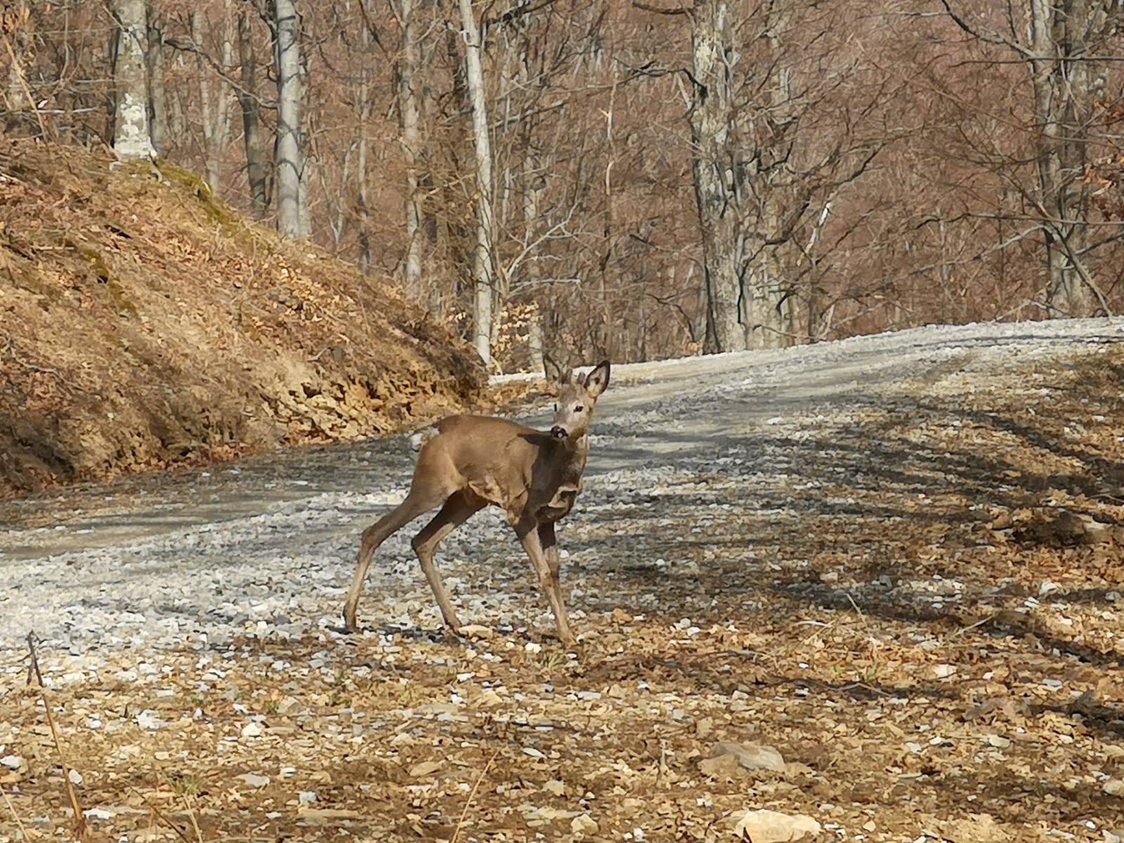 Zoološki vrt spasio srnjaka: Oporavio se i odjurio na Sljeme