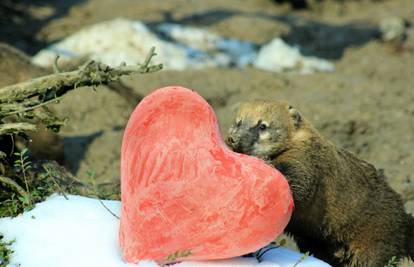 Valentinovo u zoološkom vrtu: Pokažite ljubav životinjama