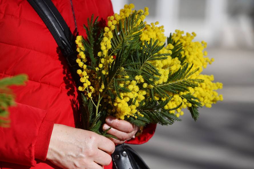 17. Dan mimoza održan u Kninu