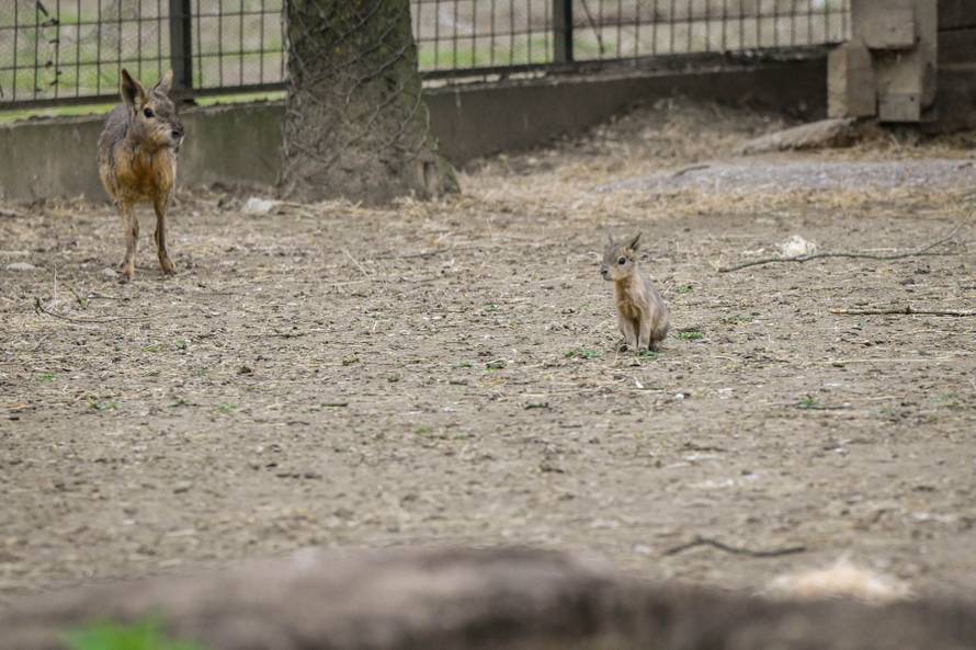 24sata Zagreb: Rodilište u Zoološkom vrtu