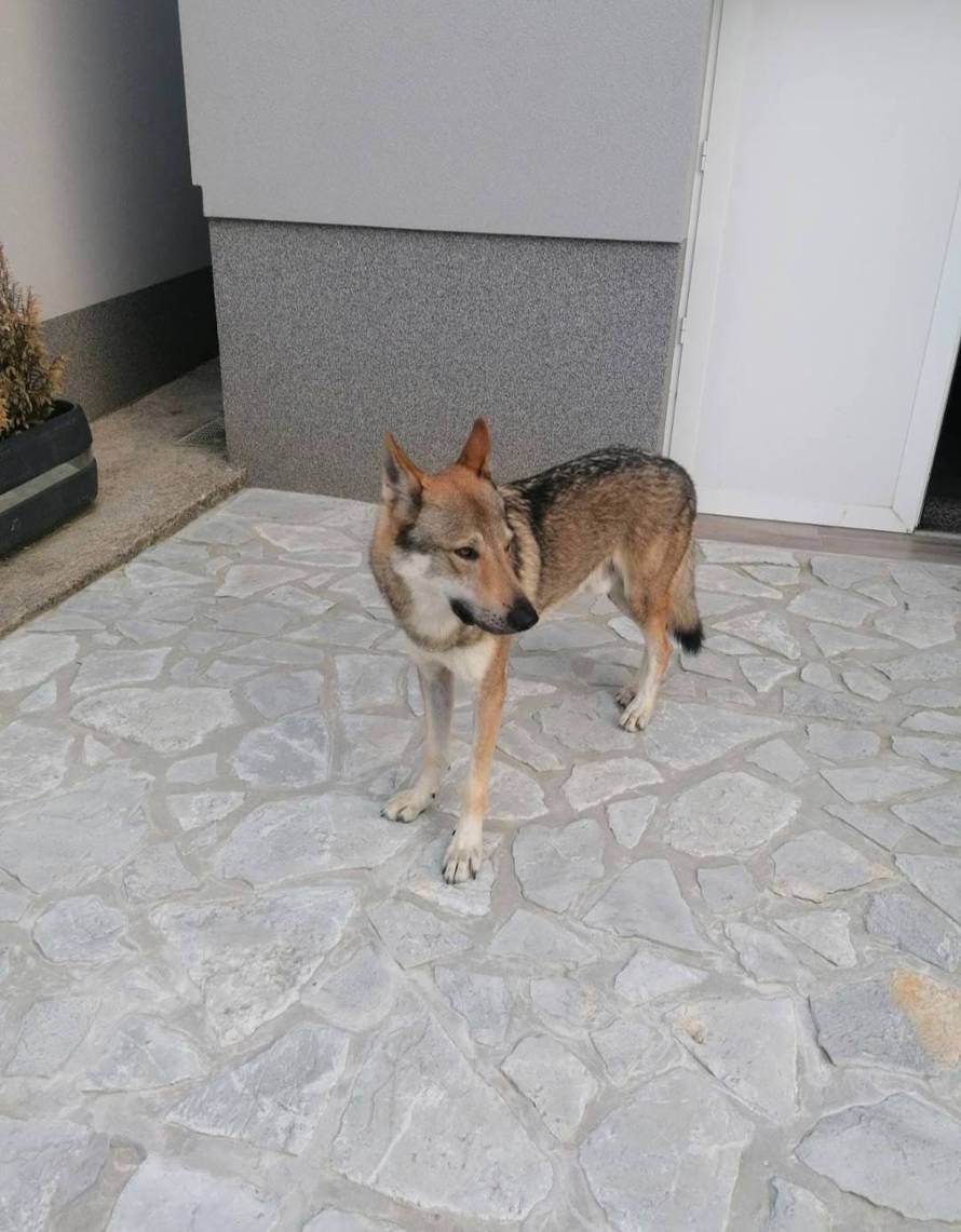 Aki nestao kod Rijeke. Vlasnici: Dajemo 10.000 €. Možda su ga lovci negdje vidjeli. Snimite ga!