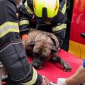 Dramatična akcija vatrogasaca: Spašavali su psa iz goruće kuće