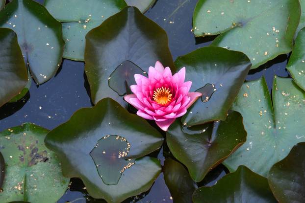 Čazma: Otvorena sezona kupanja na jedinom biološkom bazenu u Hrvatskoj