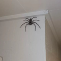 Pustio je čudovišnog pauka da živi s njim u kući: Nadam se da će još narasti, djeca su navikla