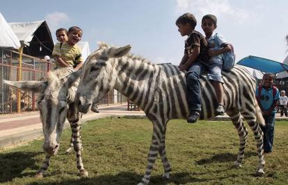 Palestinski magarci glume zebre u zološkom vrtu