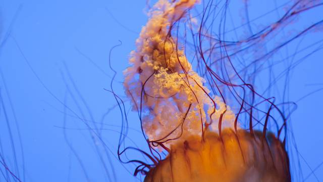 Nova vrsta meduze pojavila se u Jadranu: 'Nemojte ju dirati!'