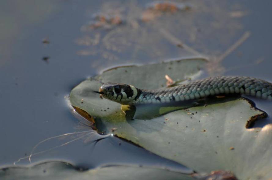 Matija Topolovec/Pixsell