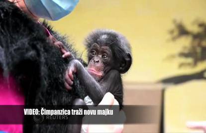 Prizor koji će vam slomiti srce: Čimpanzica treba novu majku