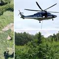 Na adi rijeke Mure našli polje marihuane od 2 milijuna eura