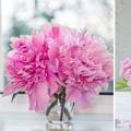 Cvjetni trendovi u 2024. godini: Veliki ružičasti cvjetovi idealni su za raskošan i veseli stol