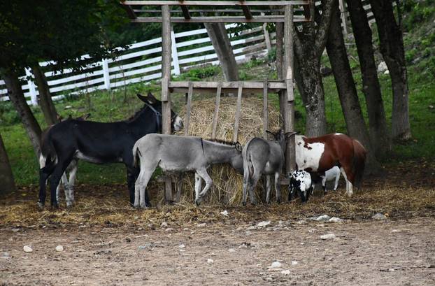 FOTO Kokoši, peseki, konji... Evo što sve skriva Enin ranč pun ljubavi: 'Oni su moji ljubimci!'
