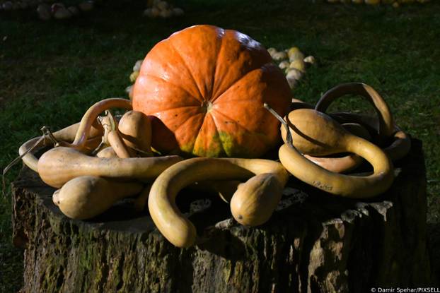 Bučijada u Ivanić Gradu, najveći sajam posvećen buči i njenim proizvodima