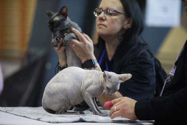 Rijeka: Međunarodna izložba mačaka