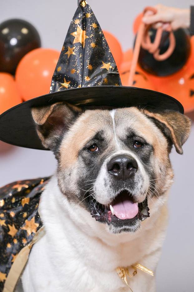 Sklonište u Dumovcu poziva na posebno jesensko udomljavanje pasa i mačaka